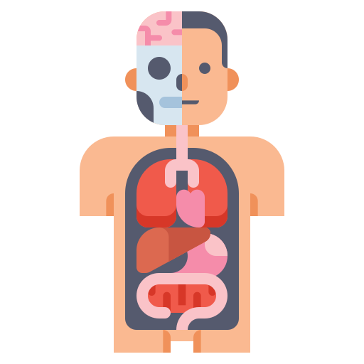 anatomy